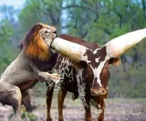 گاوهای باورنکردنی؛ گاو نازنازی شاخ عریض 200 کیلوشو فرو کرد تو حلق شیر جر داد