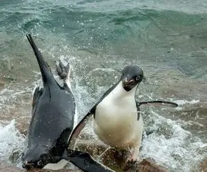 تصاویری جالب و خنده دار از دنیای حیوانات