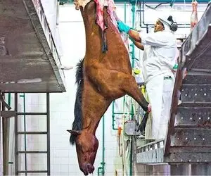 فرآوری اسب؛ اسب هارو دلخراش از پا آویزون میکنن جون که دادن پوستشو میکنن گوشتشو میخورن
