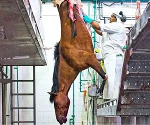 فرآوری اسب؛ اسب هارو دلخراش از پا آویزون میکنن جون که دادن پوستشو میکنن گوشتشو میخورن