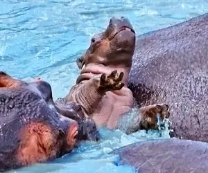 جذابیت‌های حیات وحش؛ خانواده اسب آبی تو لجن بازی میکنن تمساح بچشونو گاز میزنه