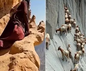 مستند حیات وحش؛ این خانم جاذبه رو سخه میگیره اونم وقتی بز کوهی هم تسلیم میشه