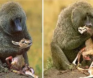 مستند حیات وحش؛ 14 لحظه که اوج وحشیگری بابون را به نمایش میگذارد