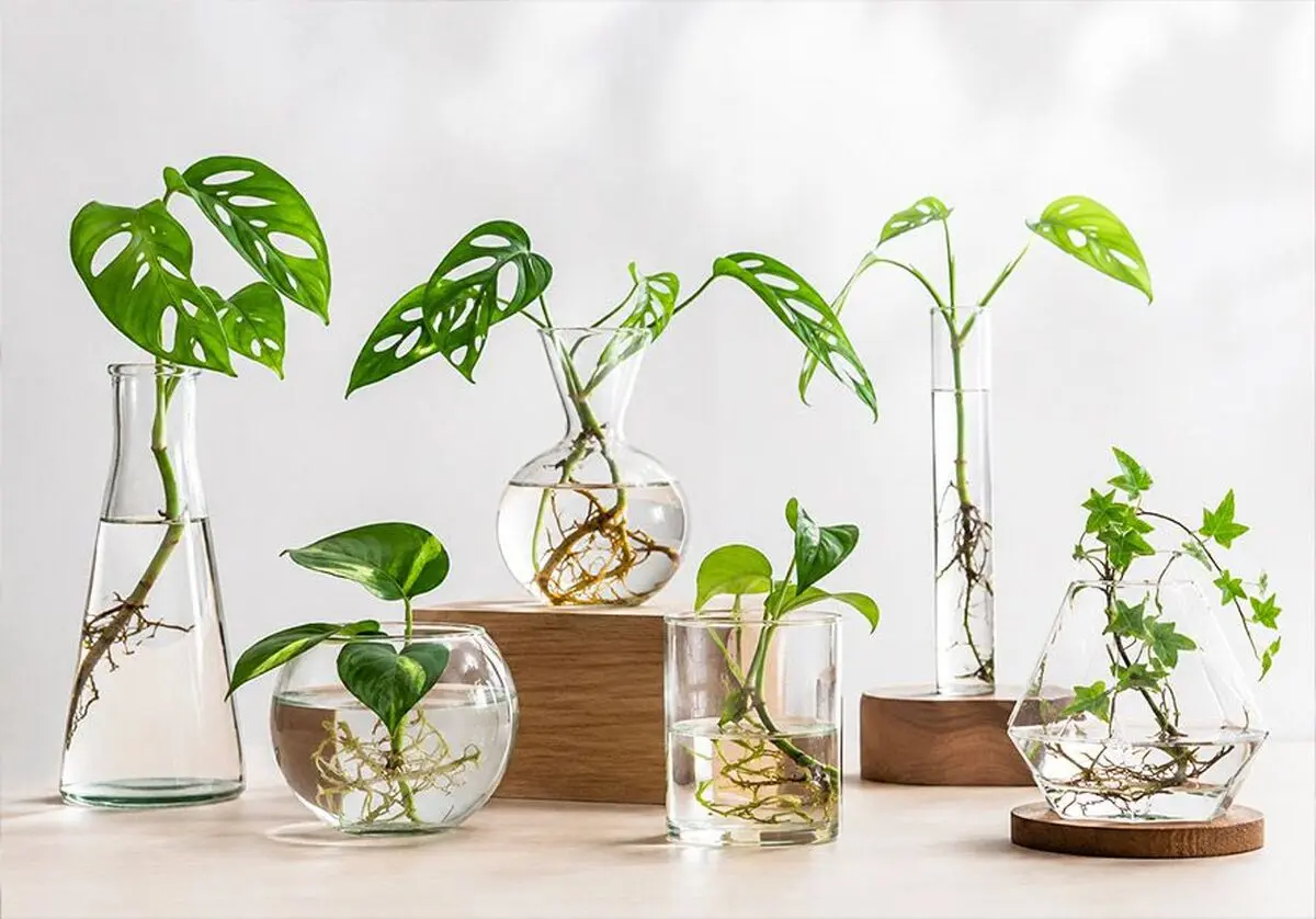 water-roots-in-glass-jar_1