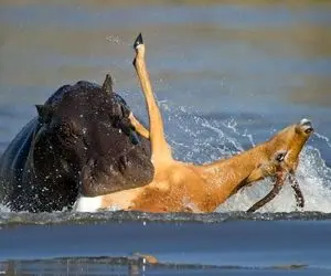 مستند حیات وحش/ اسب آبی؛ ایمپالا