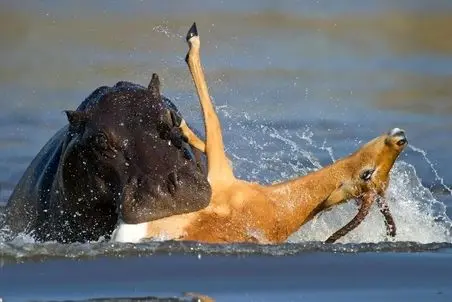 مستند حیات وحش/ اسب آبی؛ ایمپالا