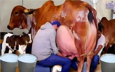 گاوهای باورنکردنی؛ گاوهای چاقی که اینقدر شیر دارن اگه ندوشن راه نمی تونن برن