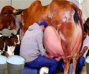 گاوهای باورنکردنی؛ گاوهای چاقی که اینقدر شیر دارن اگه ندوشن راه نمی تونن برن