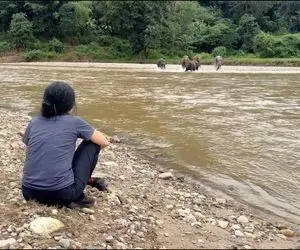 مستند حیات وحش؛ آقاهه فیل ها رو صدا زد اونا با سر دویدن سمتش