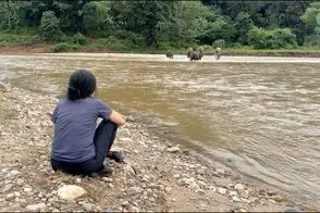 مستند حیات وحش؛ آقاهه فیل ها رو صدا زد اونا با سر دویدن سمتش