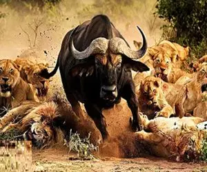 جذابیت حیات وحش؛ بوفالو پرکرشمه برا نجات گله با سرعت باد زد به دل شیرهای سفاک