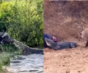 از جذابیت‌های حیات وحش؛ تمساحه دماغ گاو رو گاز گرفته ول نمیکنه
