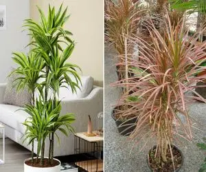 صفر تا صد روش نگهداری از گیاه خون سیاوشان/ راز برگ‌ های خوشگل و رنگی دراسنا اینجاست