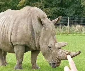 از جذابیت‌های حیات وحش؛ کرگدن ها حوصله شون سر رفته افتادن دنبال هم وسط خیابون