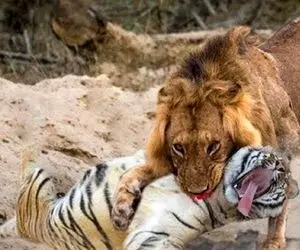 مستند حیات وحش؛ درندگان وشی که برای طعمه های خودشون راه فراری نمی گذارند