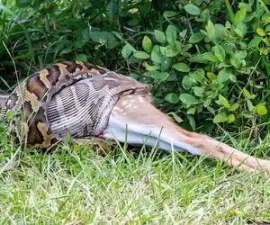 از جذابیت های حیات وحش؛ پیتون غول هنگام بلعیدن غذا گیر کرد و داره هلاک میشه