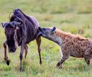 مستند حیات وحش؛ سگ زرد بدسگال قادرست کل یالدار را منفجر کند