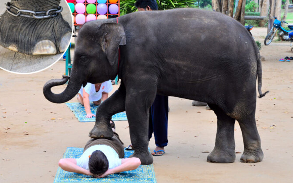 elephant-massage