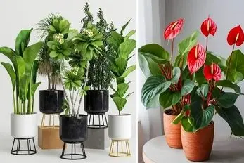 گیاهان آپارتمانی خوش یمن و دارای انرژی مثبت؛ با اینا منتظر خیر و برکت و خوش شانسی باش