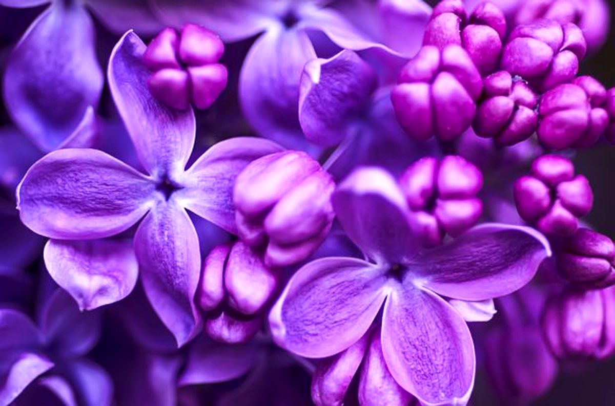 Macro-image-of-spring-lilac-violet-flowers-620x410