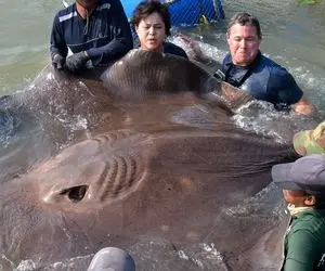 سلاخی سفره ماهی به سبک کله پاچه ای که یهو با چاقو زد دهنشو شتک کرد!