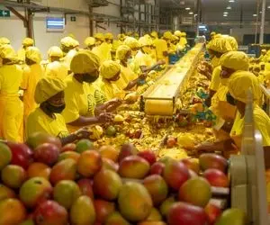 کشاورزی نوین؛ با ماشینای پیشرفته چند هزار تن انبه رو برداشت و تو کارخونه آبگیری کردن