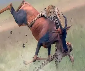 بدایع حیات وحش / شرحه شدن کل یالدار مسکین در جدال معاندانه با یوزپلنگ ددمنش