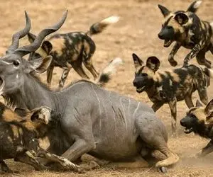 جذابیت حیات وحش / سگ بدسگال با گاز های استراتژیک کل یالدار را به زانو درآورد