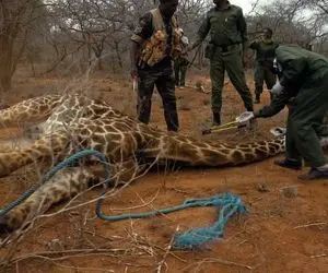 از جذابیت های حیات وحش؛ پای زرافه فلک زده تو تله افتاد این آدما با اره برقی درش آوردن