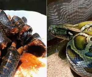 فرآوری مار؛ پیتون غول و بعد تخم‌گذاری اسلایسی سرخ و با سس بشامل و خردل خوردن