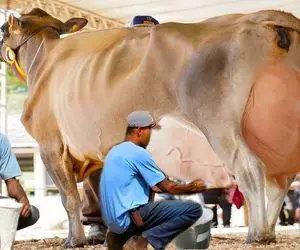 فرآوری گاو؛ گاوا رو لای پر قو پرورش دادن حالا کلی شیر میدن خیلی هم نازنازی و خوشگلن