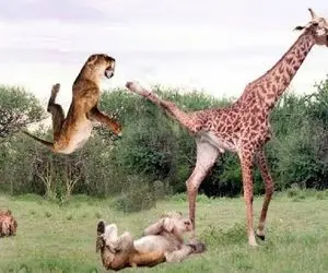 مستند حیات وحش؛ شیر ندانست زرافه جنگجو است ناکار گشت