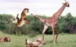 مستند حیات وحش؛ شیر ندانست زرافه جنگجو است ناکار گشت