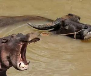 مستند حیات وحش؛ بوفالو نفله وارد قلمرو اسب آبی شد نامه اعمالشو گرفت