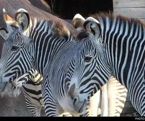 گورخر را کشتند، ایران، بهشت حیوان‌ آزار‌ها