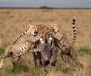 شاهکار حیات وحش؛ یوزپلنگ خونخوار گورخر طفلی رو شرحه شرحه کرد که اگر نبینی پشیمونی