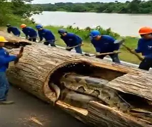 حیات وحش مصنوعی؛ مردا اومدن مار گیر کرده تو تنه درختو نجات بدن نمیدونن زیرش چه بلاییه