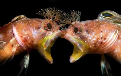 زیر پوستِ آب؛ تصاویر منحصر به فرد از  موجودات دریایی