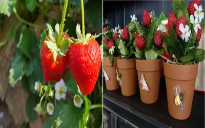 صفر تا صد کاشت توت‌ فرنگی در گلدان/ با این ترفند دست بنداز از گلدون بالکن میوه بخور