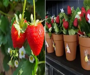 صفر تا صد کاشت توت‌ فرنگی در گلدان/ با این ترفند دست بنداز از گلدون بالکن میوه بخور