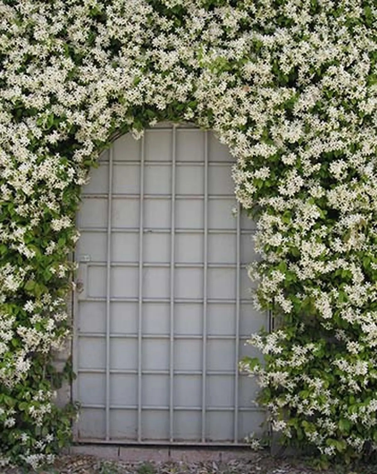 گل و گیاه رونده