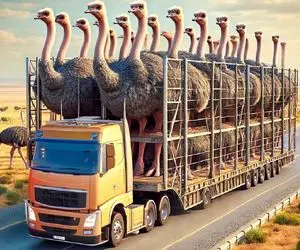 فرآوری شترمرغ؛ پرهای شتر مرغ های غول و کز میده گوشتشو اسلایسی سرخ میکنه برای خورش