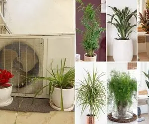 گیاهان آپارتمانی خنک کننده هوا / شب تا صب کولر بزنی میچایی جاش از این گلا بذا تو اتاق