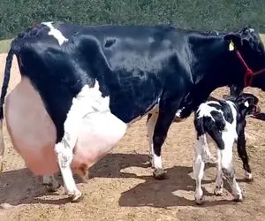 گاوهای باورنکردنی؛ فشار شیر این گاو به حدی هست که انگار به پمپ 10 اسب وصله