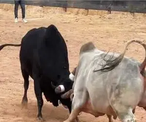 مستند حیات وحش؛ گاوهارو میندازن به جون هم بساط سرگرمیشون جور شه