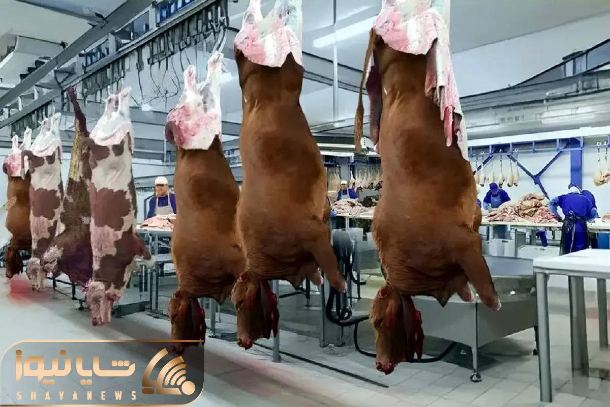 دامپروری نوین؛ میوه داد به گاوها بعد سلاخی گوشت آبدار استیکی تحویل گرفت گرون فروخت