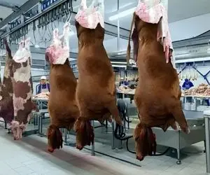 دامپروری نوین؛ میوه داد به گاوها بعد سلاخی گوشت آبدار استیکی تحویل گرفت گرون فروخت