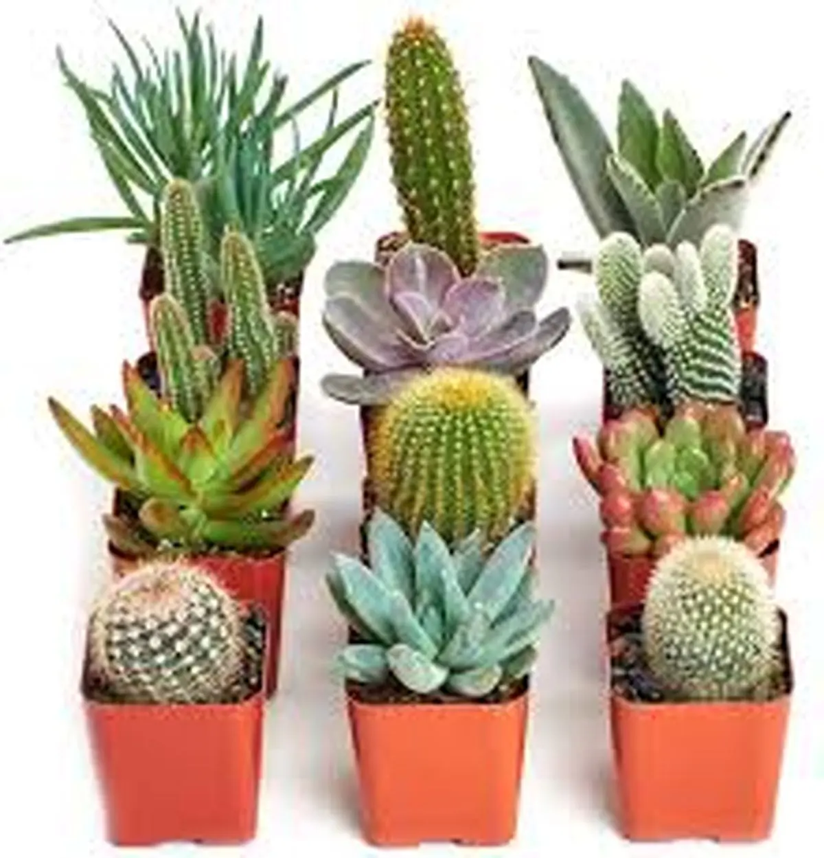 کاکتوس و ساکولنت ها