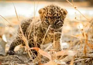 مستند حیات وحش؛ ماده پلنگ سیاه دل بچه فلجش رو رها کرد رفت دنبال عیاشی خودش