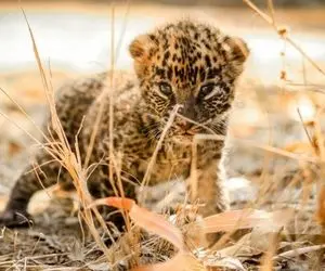 مستند حیات وحش؛ ماده پلنگ سیاه دل بچه فلجش رو رها کرد رفت دنبال عیاشی خودش